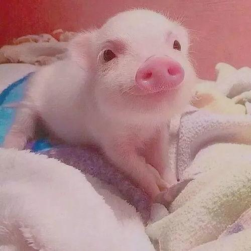 猪猪吃瓜头像,欢乐无限，趣味横生的形象演绎