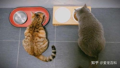 猫猫可以吃福瓜,福瓜成为猫咪新宠