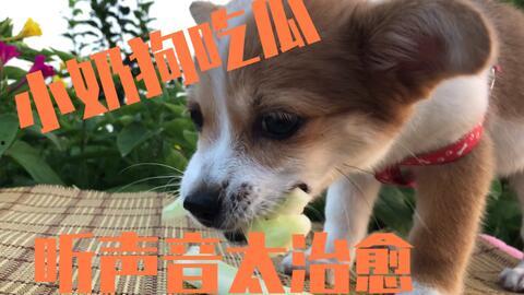 狗吃瓜声音,揭秘宠物趣味生活