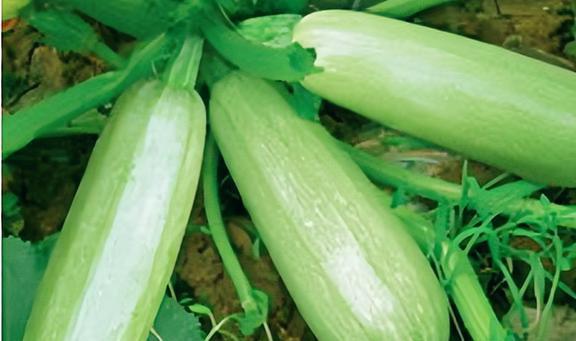 吃中药可以吃西葫芦瓜吗