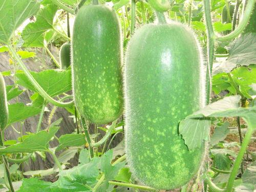 小初高吃瓜,校园风云录