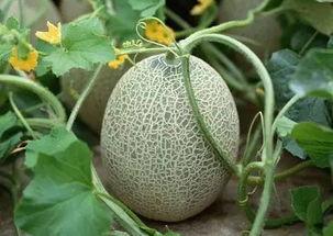 大美新疆吃瓜,一场味蕾与视觉的盛宴