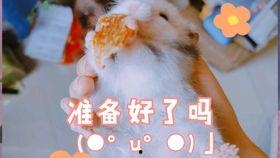 豚豚smam吃瓜,揭秘娱乐圈背后的那些事儿