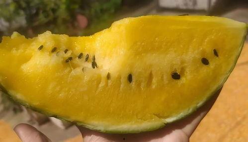 吃瓤的瓜,探寻吃瓤瓜的独特魅力