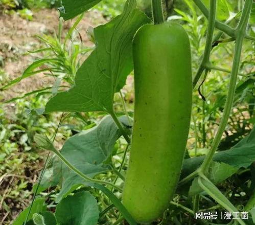 瓠子瓜可以直接吃吗,可直接食用的美味蔬菜