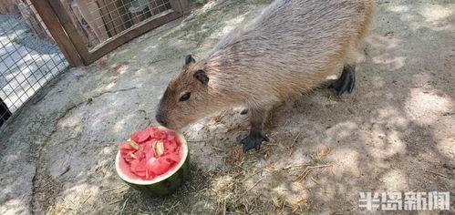 动物世界2吃瓜,吃瓜群众眼中的丛林法则