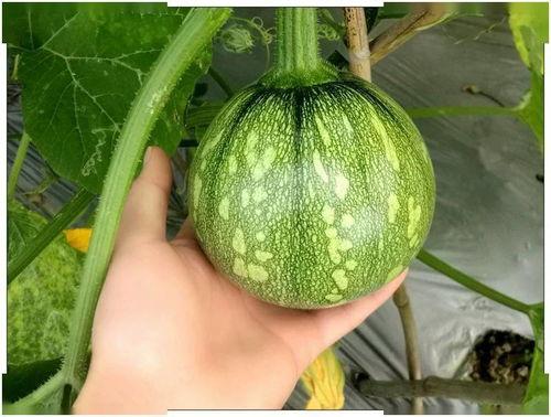 小巨在线吃瓜,揭秘娱乐圈幕后风云