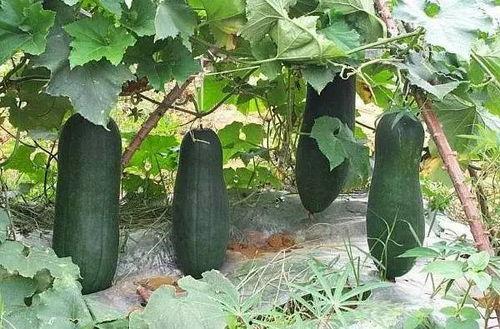 烟台酒店吃瓜,一场别开生面的吃瓜盛宴